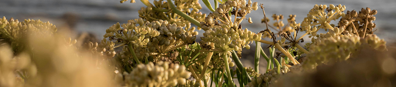 Sea Fennel